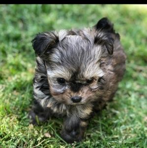 Meet your Posher, Sylvia